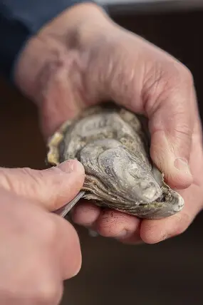 Huîtres de Saint-Vaast n°2 servies au restaurant L'Ître, repère iodé Cotentin